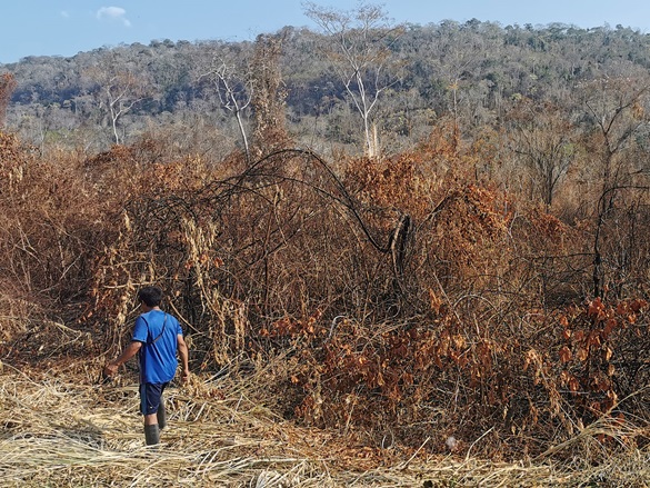 Die Folgen der Waldbrände in der Gemeinde Potsoteni, Peru.